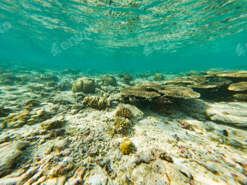 Preview: corals and tropical fish underwater sea life