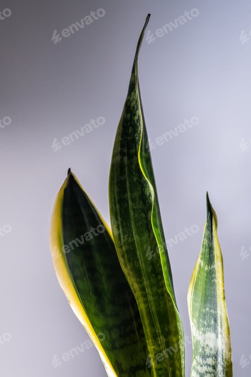 Preview: Leaves of a house plant close-up. Macro.