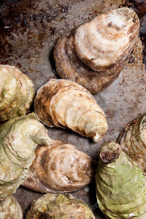 Preview: Close up of oyster shells