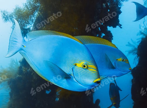 Preview: A Beautiful Colorful sea life underwater