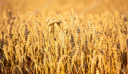 Preview: a child in a wheat field eats bread. selective focus