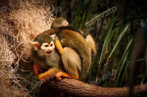 Preview: Squirrel monkeys perched on a branch with curled tails visible.