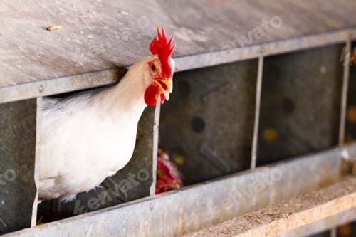 Preview: Free range chickens
