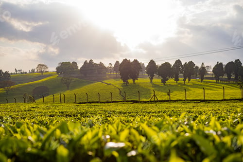 Preview: Tea Leaf Leaves Farm Farming Plants Meadow Field Vegetation