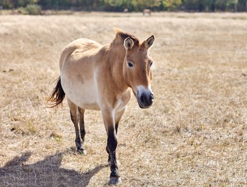 Preview: Przewalski's wild horse running in virgin steppes