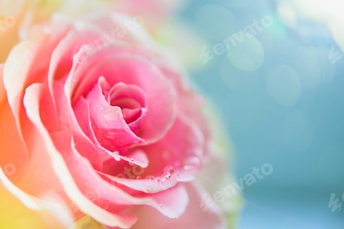 Preview: Pink rose flower macro with flare