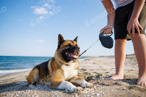 Preview: Teenage guy with blond hair and leash in hands plays and walks with dog of Akina Inu breed
