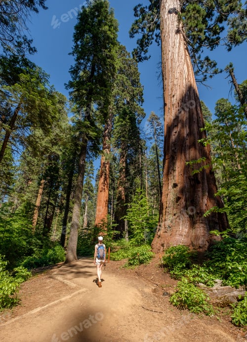 Preview: Tourist With Backpack Hiking In Calaveras Big Trees State Park. California, United States.