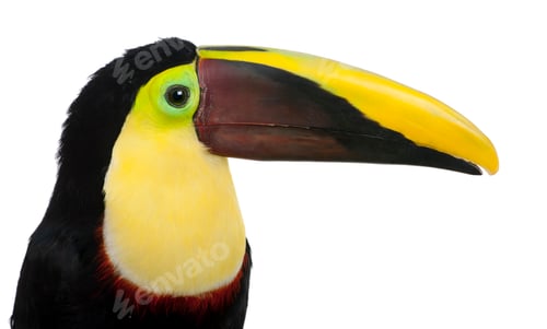 Preview: Chestnut-mandibled Toucan - Ramphastos swainsonii (3 years)