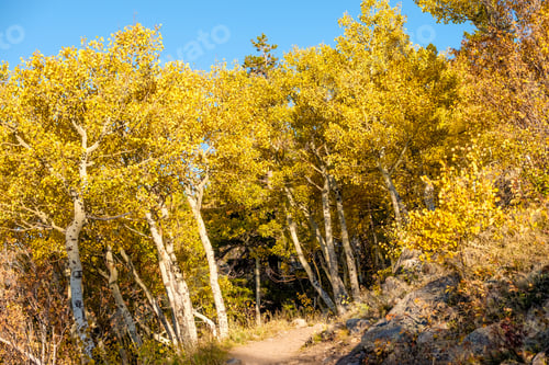 Preview: Aspen grove at autumn in Rocky Mountains