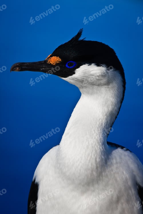 Preview: portrait of blue-eyed bird