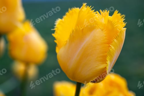 Preview: Vibrant Yellow Tulip with Fringed Petals