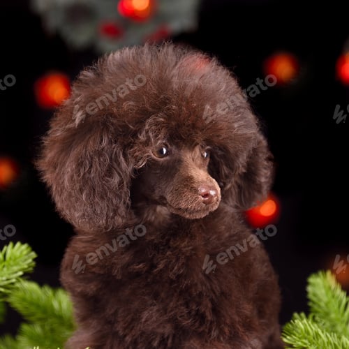 Preview: Portrait of cute chocolate poodle puppy