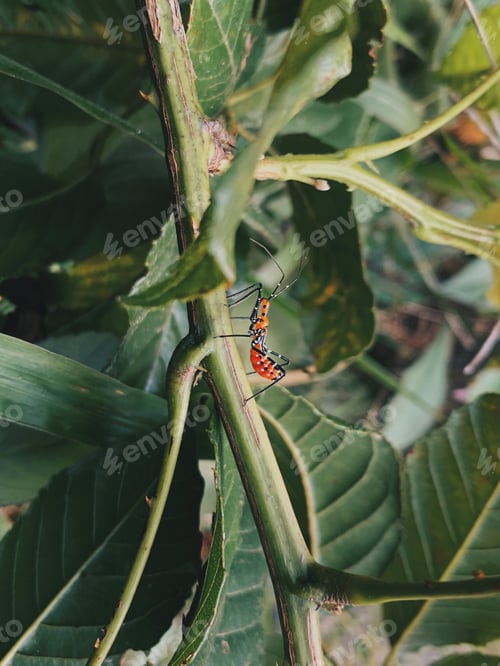 Preview: small insect among the leaves