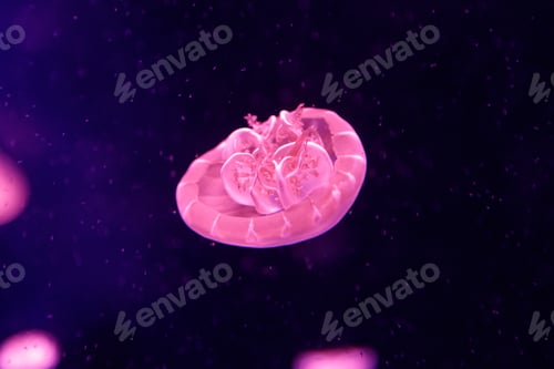 Preview: macro of a beautiful jellyfish cassiopea andromeda