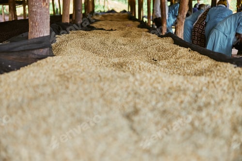 Preview: African female workers are sorting out coffee beans at washing station