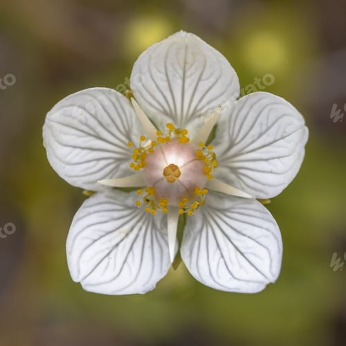 Preview: Flower close up of Marsh grass of Parnassus