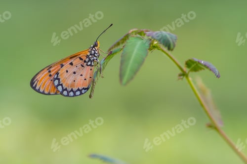 Preview: beautiful butterfly
