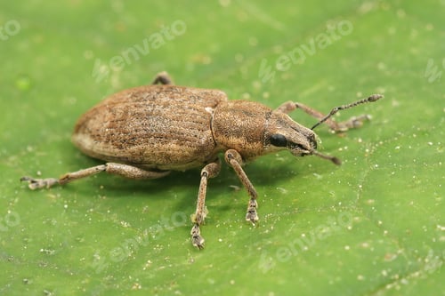 Preview: Closeup of the beet leaf weevil, Tanymecus palliatus sitting on a green leaf
