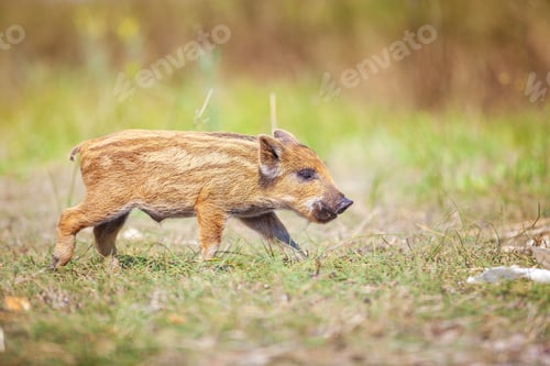 Preview: Wild piglet