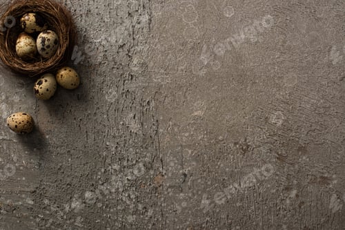 Preview: Top View of Quail Eggs in Nest And on Grey Textured Background