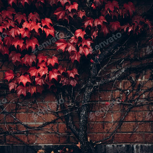 Preview: Ivy leaves, autumn background concept