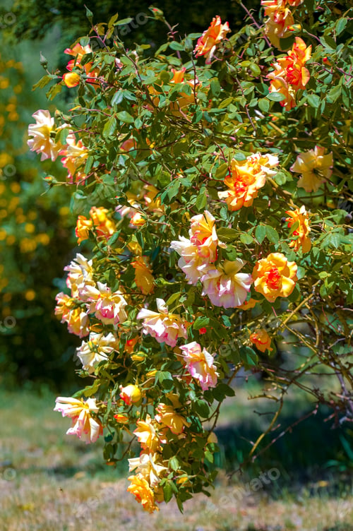 Preview: Pink and yellow roses in the garden