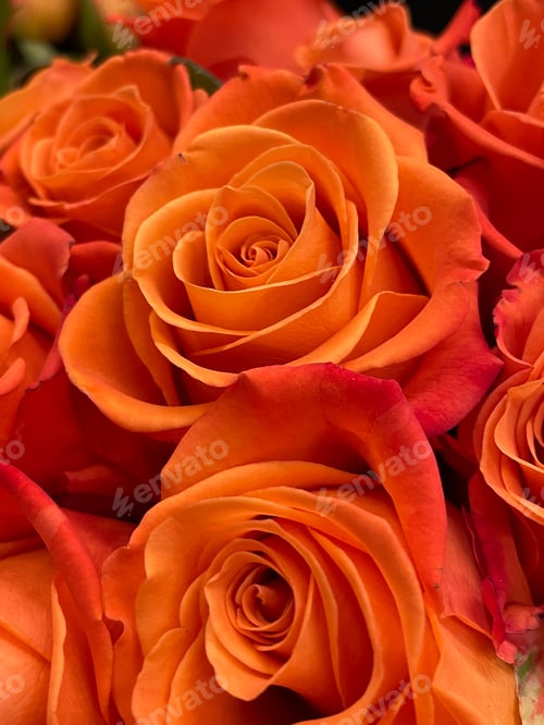 Preview: Roses