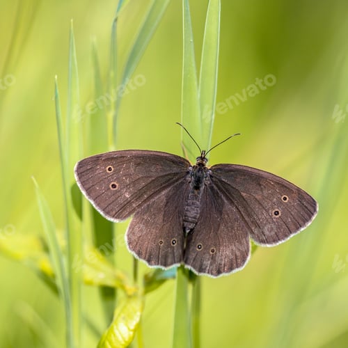 Preview: Ringlet butterfly