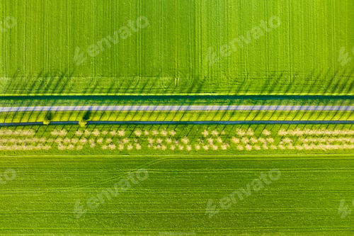 Preview: Aerial view of the field, trees and road. Landscape from a drone.
