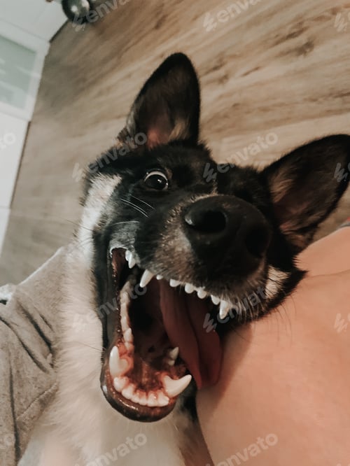 Preview: funny dog face / dog smiles
