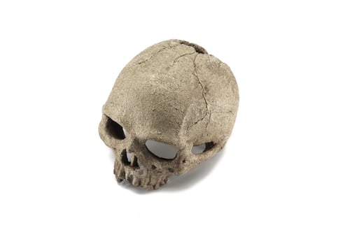 Preview: Halloween human skull isolated on white background