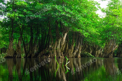 Preview: Beautiful morning view indonesia Panorama Landscape paddy fields with beauty color and sky natural