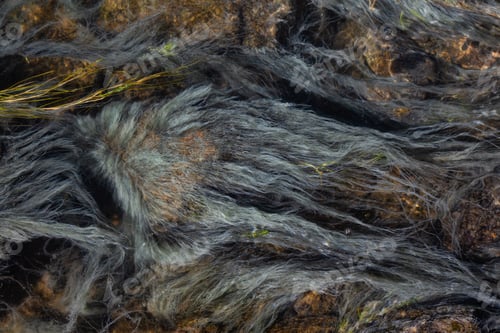 Preview: View of colorful grass in a river of natural Hot Springs at Hot Creek Geological Site