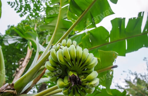 Preview: palm tree with green bananas