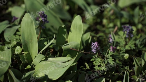 Preview: Lily of the valley Convallaria majalis purple flowers. Purple Lily of the valley on grass. Spring