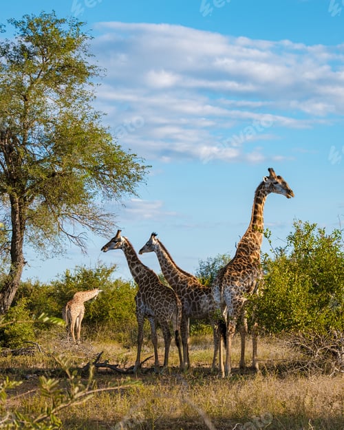 Preview: Giraffe in the bush of Kruger national park South Africa