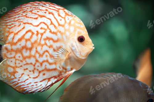Preview: Pigeon Blood Discus fish - Symphysodon aequifasciatus