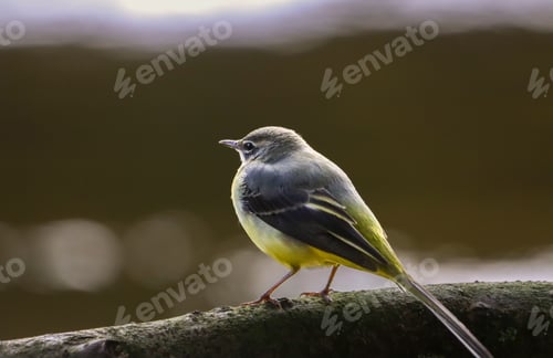 Preview: Colorful bird perched on a branch