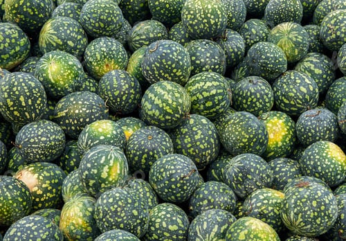 Preview: many green large watermelons, texture, background