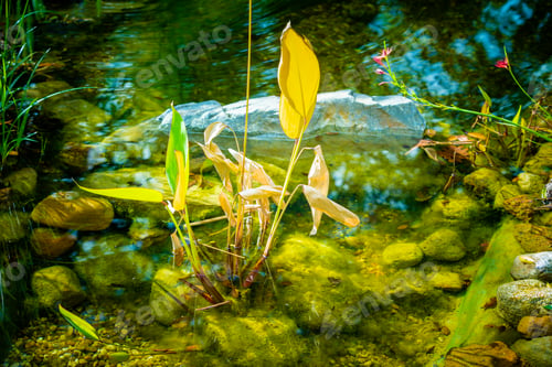 Preview: Water plants11g