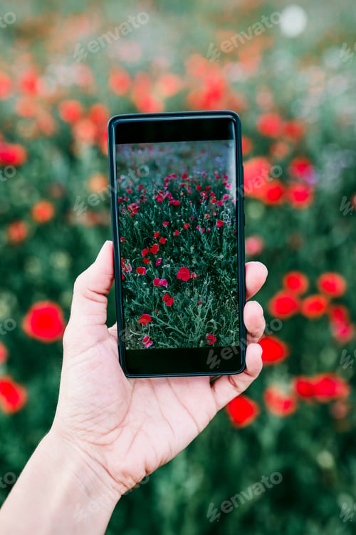 Preview: hand of a young woman taking a picture of a field with poppy flowers. Spring concept