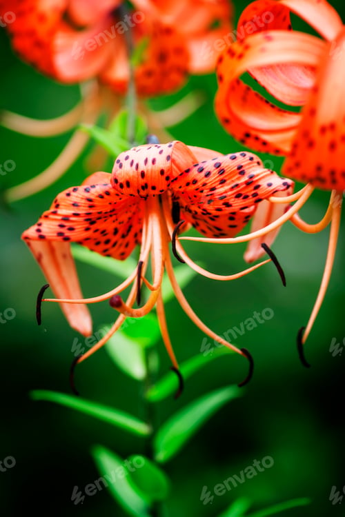 Preview: Garden tiger lilies, Lilium lancifolium, syn. L. tigrinum, summer natural background