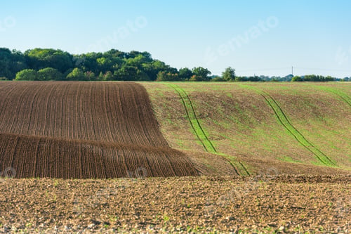 Preview: Agricultural field on a hill with young sprouts