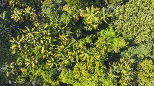 Preview: Aerial View of Lush Rainforest and Towering Palm Trees - Drone Shot in Hawaii