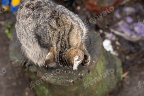 Preview: a grey domestic cat sits on a stump and washes from above