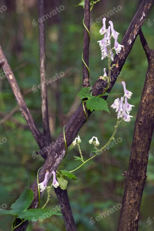 Preview: White Monkshood (Aconitum Alboviolaceum).