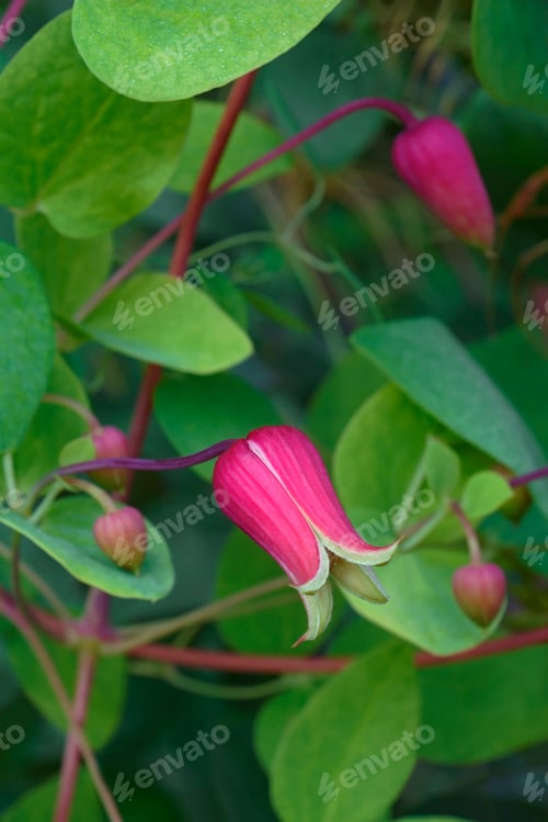 Preview: Whiteleaf Leather Flowers (Clematis Glaucophylla)