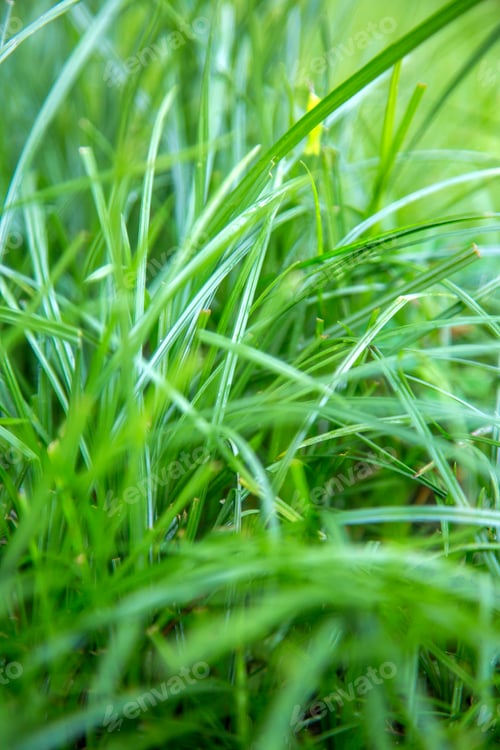 Preview: Green grass