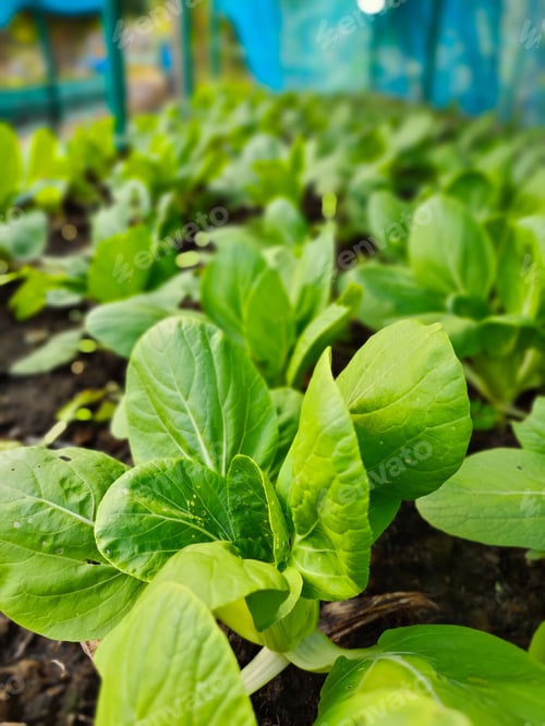 Preview: agriculture green farm